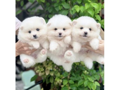 Dişi ve erkek pomeranian boo yavrularımız
