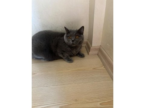On iki şubat british shorthair