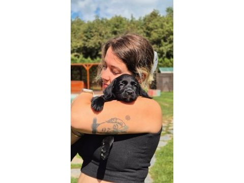 Ruhsatli çiflikten labrador retriever yavruları 