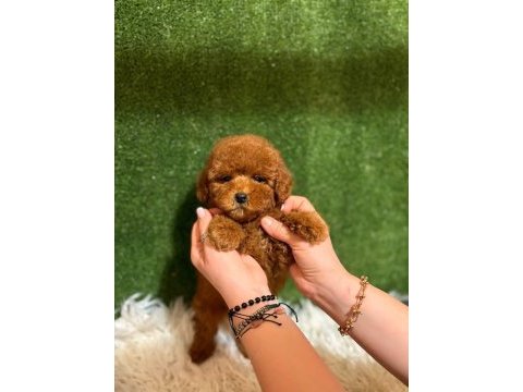 Ruhsatlı köpek çiftliğinden toypoodle yavrularımız 