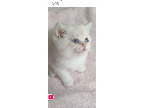 Şafkan british shorthair