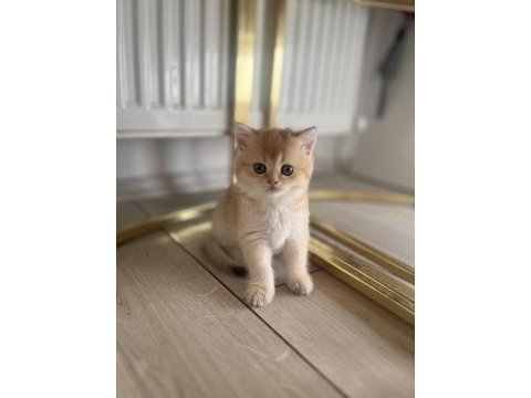 By12 golden british shorthair dişi ped