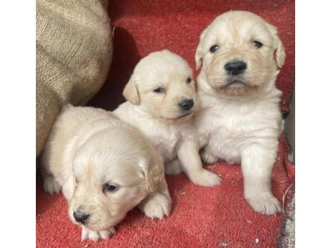 Baby face golden retriever bebekler