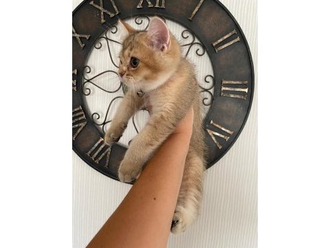 Boncuk gözlü british shorthair prenses