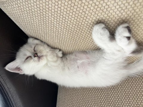 Dişi british shorthair 2 aylık kedi