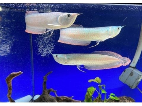 Kutsal katil adana arowana silver gri özel grand
