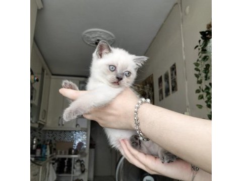 British shorthair yavrularımız ırk sağlık garantili
