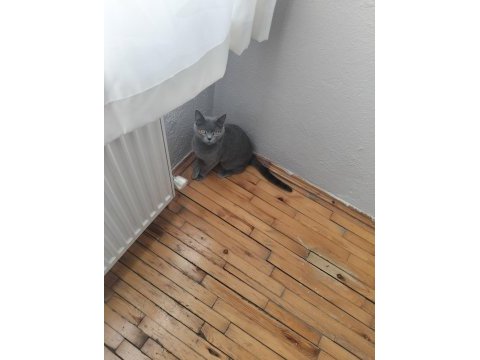 Safkan dişi british shorthair