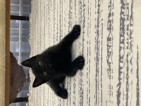 Sahibinden bombay cinsi kedi