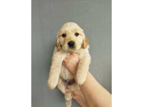 Bebek suratlı golden retriever yavrularım