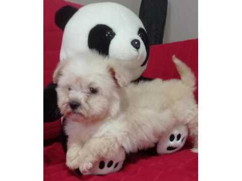 Erkek maltipoo yavrularımız