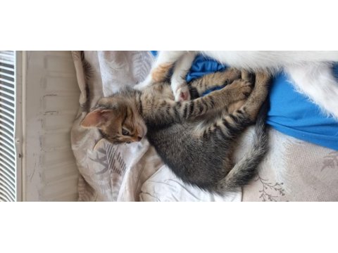 2 aylık bebek kedilere yuva olur musunuz