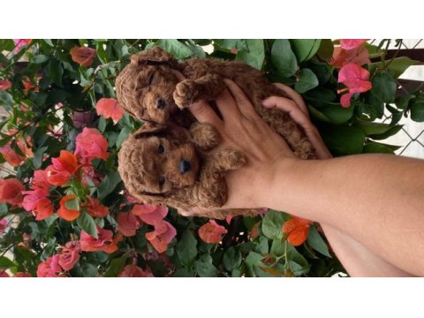Toy poodle bebekler