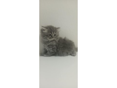British longhair kardeşler 11 mart doğumlu