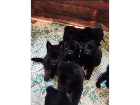 Siyah alman çoban köpeği yavruları
