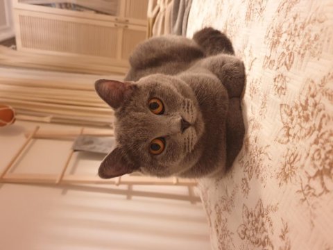 Selam ben british shorthair alis