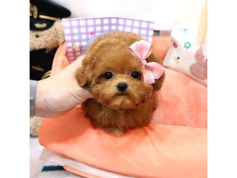Toy poodle yavrularım