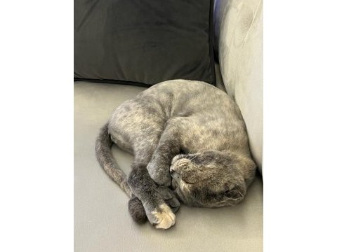 Scottish fold 1 yaşında