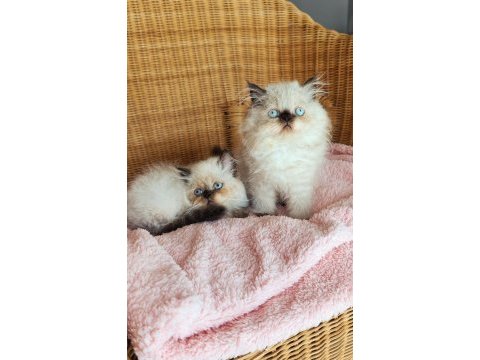 Minnoş prens ve prenses kediler