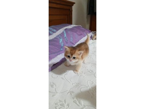 British shorthair golden ny12
