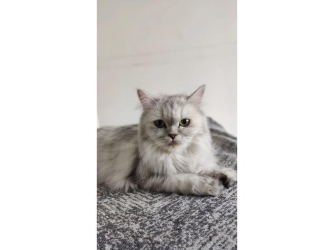 Ücretsiz sahiplendirme british longhair
