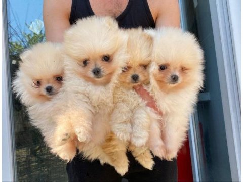Pomeranian boo yavrular (majyajsız fönsüz)