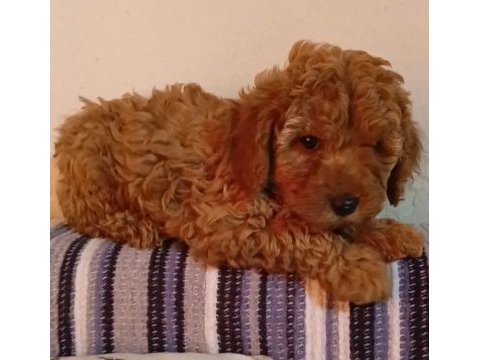 Toy poodle yavrular