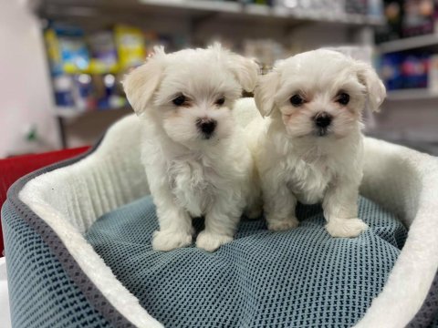Irk ve sağlık garantili mini maltese terrier