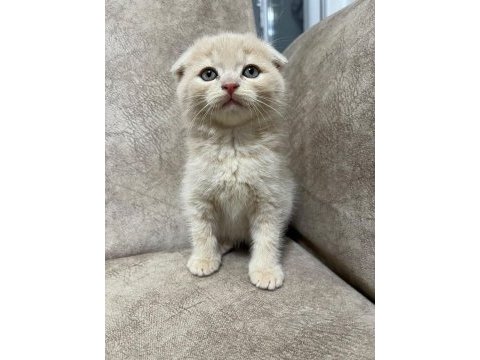 Ayi surat top kafa sıfır kulak bebiş kedimiz