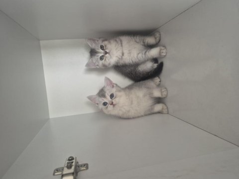 2 aylık british shorthair