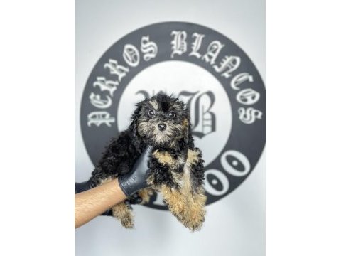 Irk garantili toy poodle yavruları