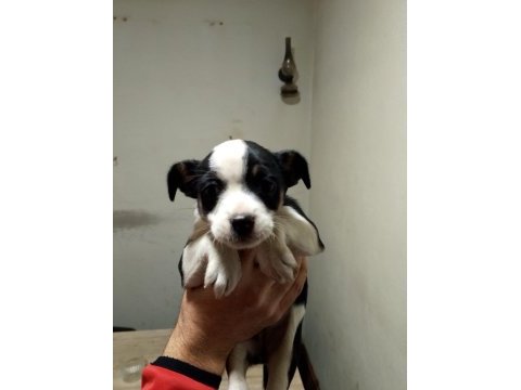 Dişi ve erkek yavru pinscher