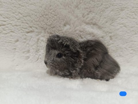 Sevimli guinea pig yavruları