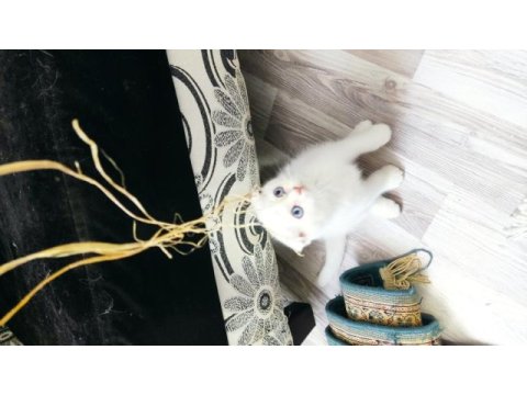 2 aylık kar beyaz mavi göz scottish fold dişi