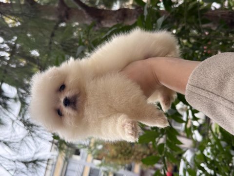 Pomeranian teddy bear 