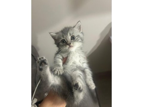 Gri yavru cins kedi