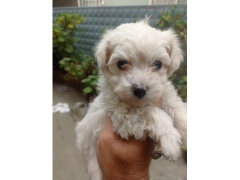 İzmir den orijinal terrier maltese yavrular