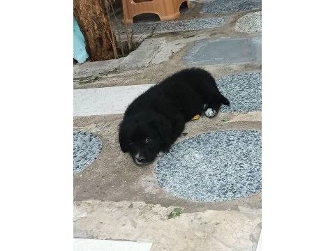 Yavru köpeğimiz