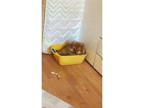 Pomeranian boo köpeği