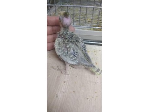 El besleme sultan papağanı bebeler