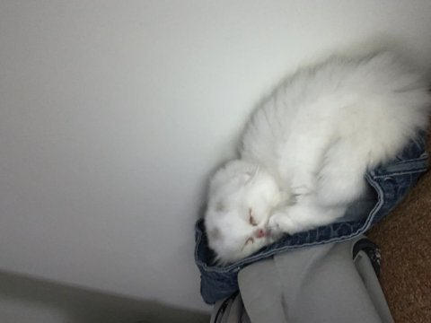 Dişi scottish fold