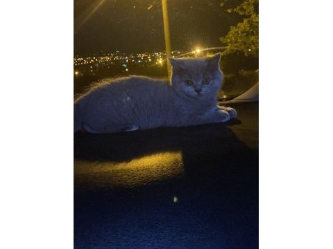British shorthair kırıkkale