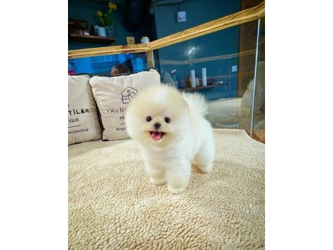 Ayı surat pomeranian boo yavrularımız