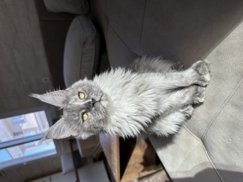 Polydactyly maine coon