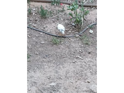 Güzel civcivler 3 aylık