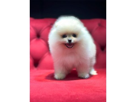 Ayı surat pomeranian boo