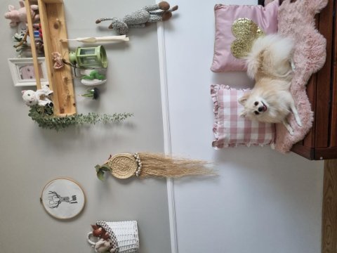Dişi pomeranian boo