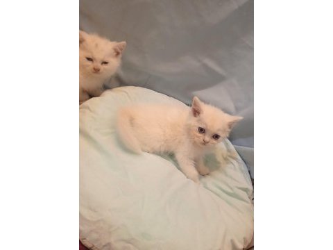 Dünya güzelleri british shorthair yeni yuvasını arıyor