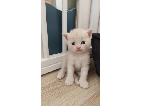 British shorthair tuvalet eğitimli