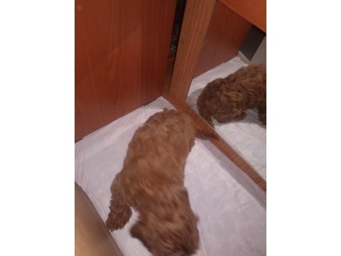 Toy poodle köpeği